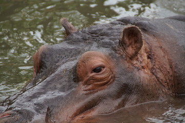 Fototapeta premium Hippo swimming in the water
