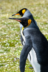 Two King Penguins