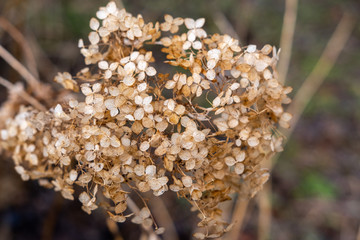 Spring dried flower on a background of dry grass and branches. Macro shooting of small textured flowers of light beige color.