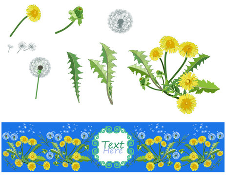 Yellow dandelion flowers with leaves. Set of floral elements for design. Flowers isolated on white. Realistic botanical. A banner with a picture of them on a blue background.