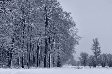 Winterlandschaft, Bäume, Schnee, Winter, Wald, Wege, Frost, 