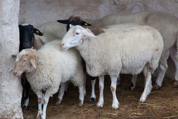 Sheep in a cave for a pen