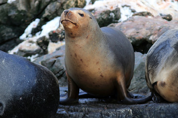  image of a sea lion on the sea lion island, ushuaia, argentina