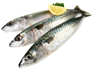 Whole Blue Fin Mackerel - Fish raw on white Background