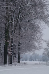 Winterlandschaft, Bäume, Schnee, Winter, Wald, Wege, Frost, 