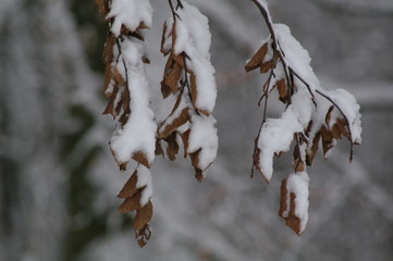 Winterlandschaft, Bäume, Schnee, Winter, Wald, Wege, Frost, 
