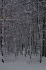 Winterlandschaft, Bäume, Schnee, Winter, Wald, Wege, Frost, 