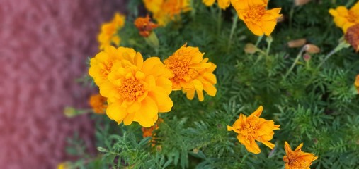 yellow flowers in garden