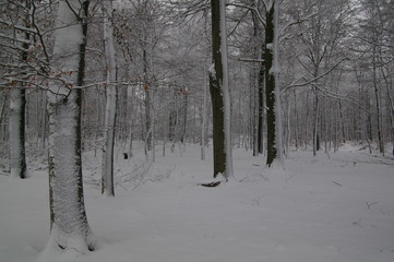 Winterlandschaft, Bäume, Schnee, Winter, Wald, Wege, Frost, 