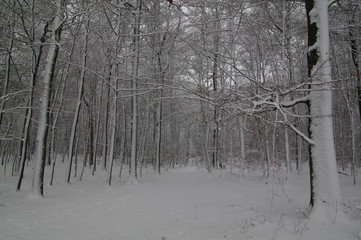 Winterlandschaft, Bäume, Schnee, Winter, Wald, Wege, Frost, 