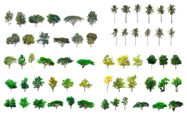 Collect tree species isolated on white background