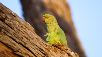 green parrot
