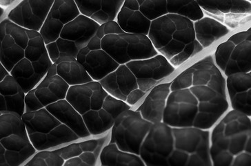 Texturas fractales en la naturaleza