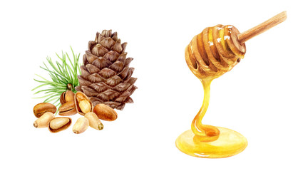 Honey stick pine nut set watercolor isolated on white background
