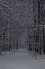 Winterlandschaft, Bäume, Schnee, Winter, Wald, Wege, Frost, 