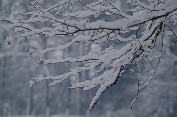 Winterlandschaft, Bäume, Schnee, Winter, Wald, Wege, Frost, 