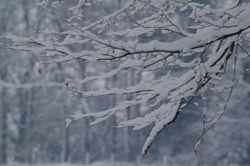 Winterlandschaft, Bäume, Schnee, Winter, Wald, Wege, Frost, 