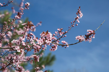 Beautiful pink and purple flowers on the branches of trees