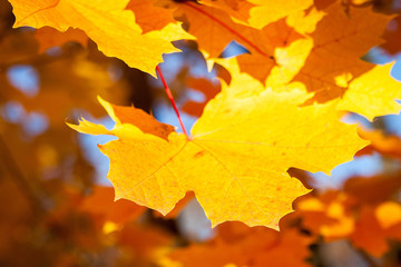 Golden Autumn Leaves