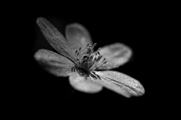 Hepatica is the first colored blue and purple spring flower.