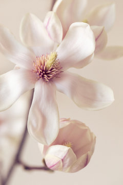 Magnolienbl&uuml;ten