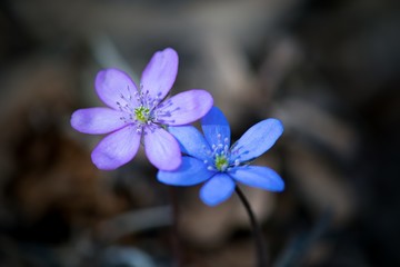 Hepatica is the first colored blue and purple spring flower.