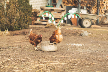 brown chickens peck food from the pan on the ground. rural landscape