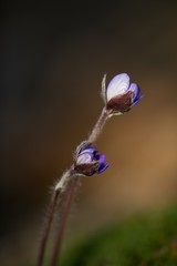 Hepatica is the first colored blue and purple spring flower.