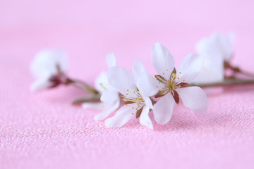 Obraz na płótnie Canvas 美しい桜の花　（ピンクバック）