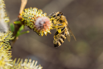 Spring bee