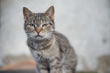 Spotted kitty sitting pet portrait domestic.