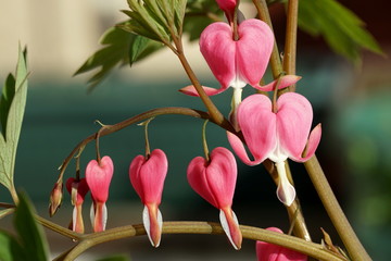 bleeding hearts flower in the garden