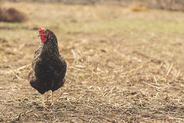 Dark gray сhicken stands in the field with a place for text