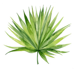 Watercolour palm leaf. Tropical plant element. Hand drawn botanical illustration on white background.