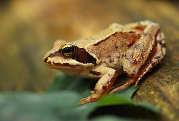 Fotografía macro de una rana patilarga (Rana iberica) con ambiente de bosque. Retrato de una pequeña rana ibérica con colores vivos.  Lugo, Galicia, España. 