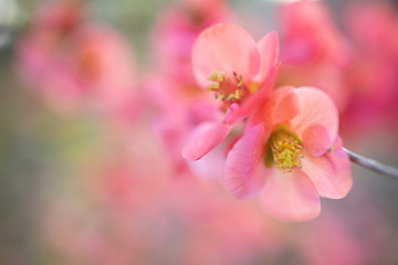 Close-up beautiful pink bloosom flower	