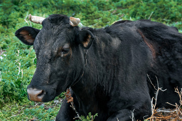 A black horned, dairy cow grazes. Close-up 