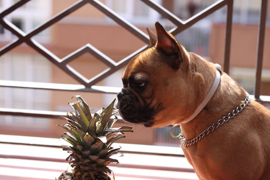 French Bulldog Eating A Pineapple On A Sunny Day