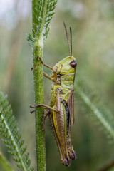 grasshopper