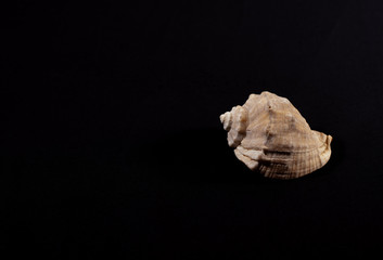seashell on a black background