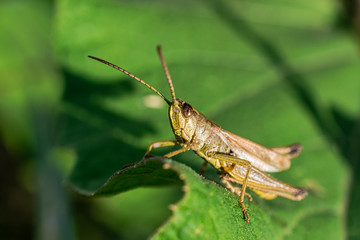 grasshopper