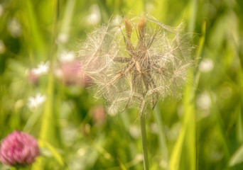 closeup of dandelion taraxacum in seed