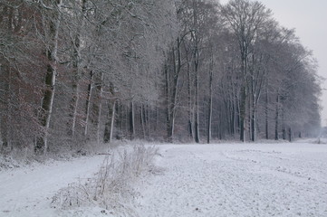 Winterlandschaft, Winter, Schnee, Frost, Weg, Feldweg, Bäume, Wald, Landschaft