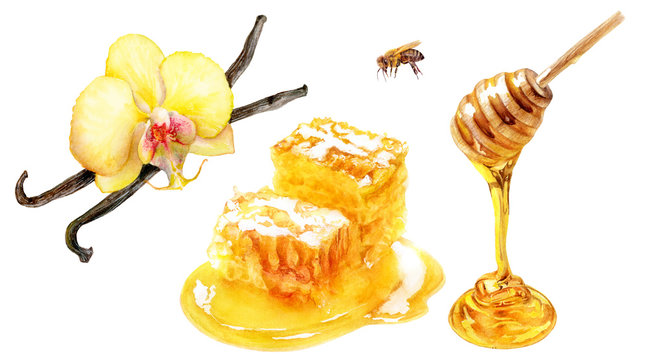 Honey vanilla set watercolor isolated on white background
