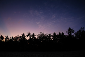 Purple sky during a sunset with palm trees in the foreground. Port Douglas, Queensland, Australia.
