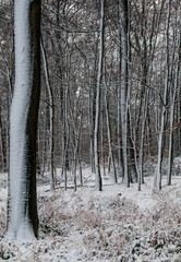 Fototapeta premium Winterlandschaft, Winter, Schnee, Frost, Weg, Feldweg, Bäume, Wald, Landschaft