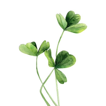 Clover plant. Detail for card, postcard, wedding invitation, greeting, pattern. Watercolour illustration on white background.
