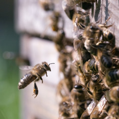 Honigbiene im Anflug