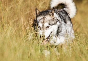 dog for a walk in the summer park, breed Alaskan Malamute