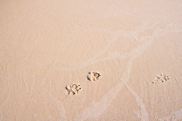 Beach wet sand on a sunny day with traces of dog paws. Marine content.